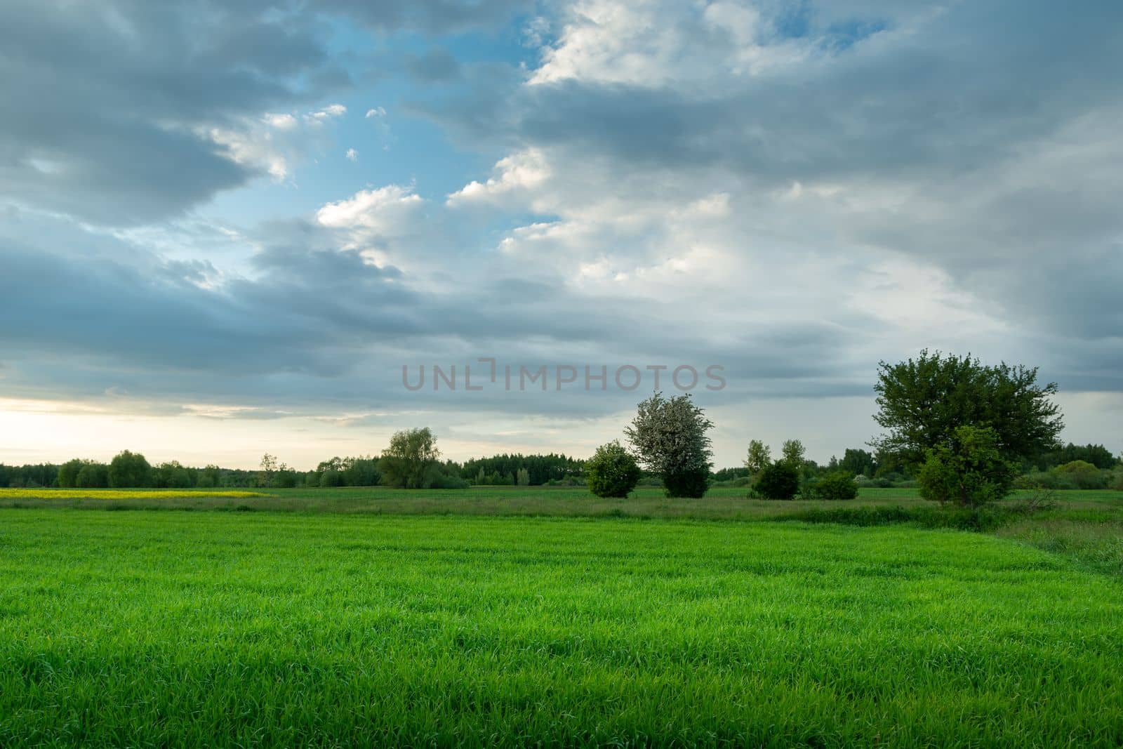 Spring green field and clouds on the sky, eastern Poland