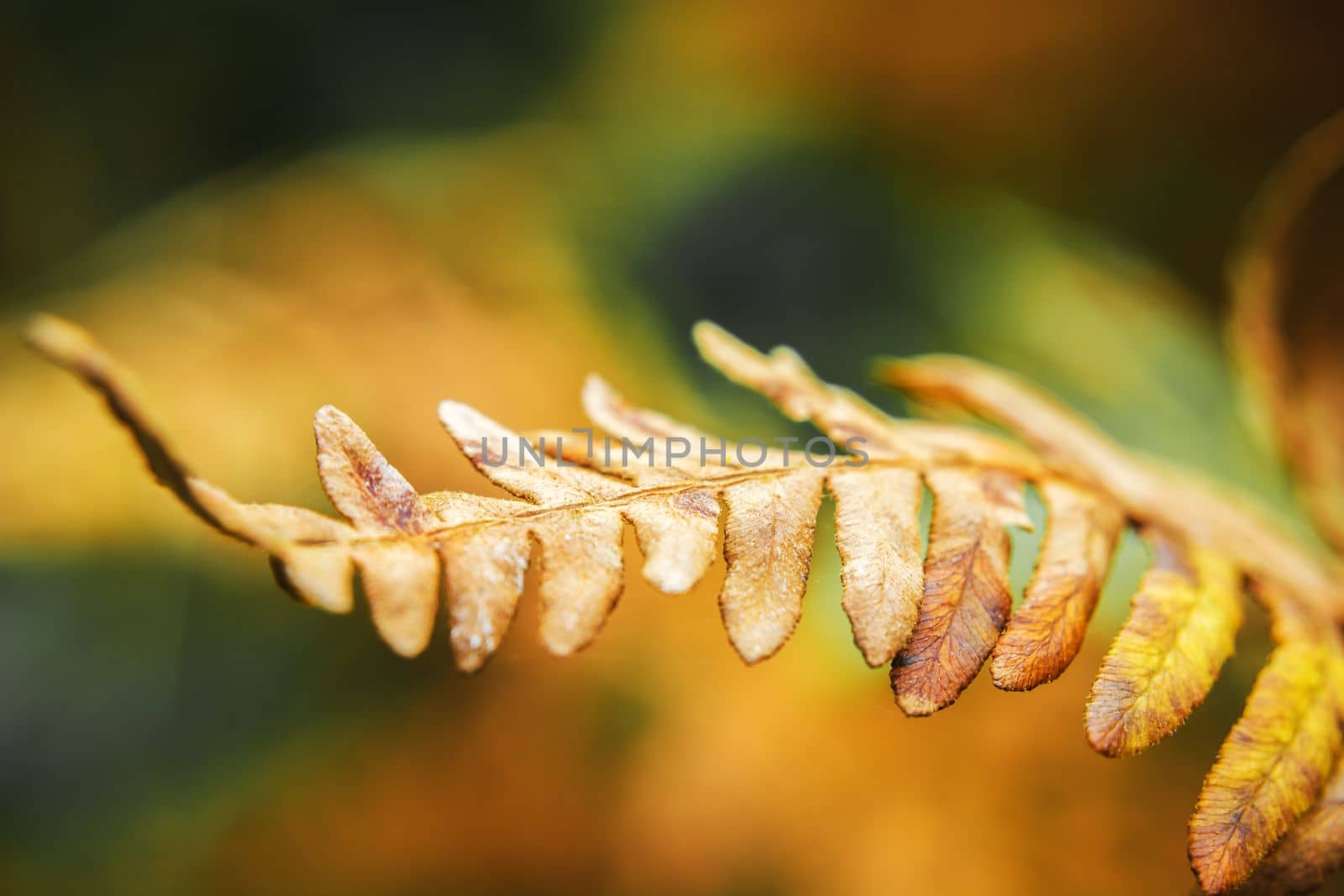 A close-up of a single dry brown fern sprig