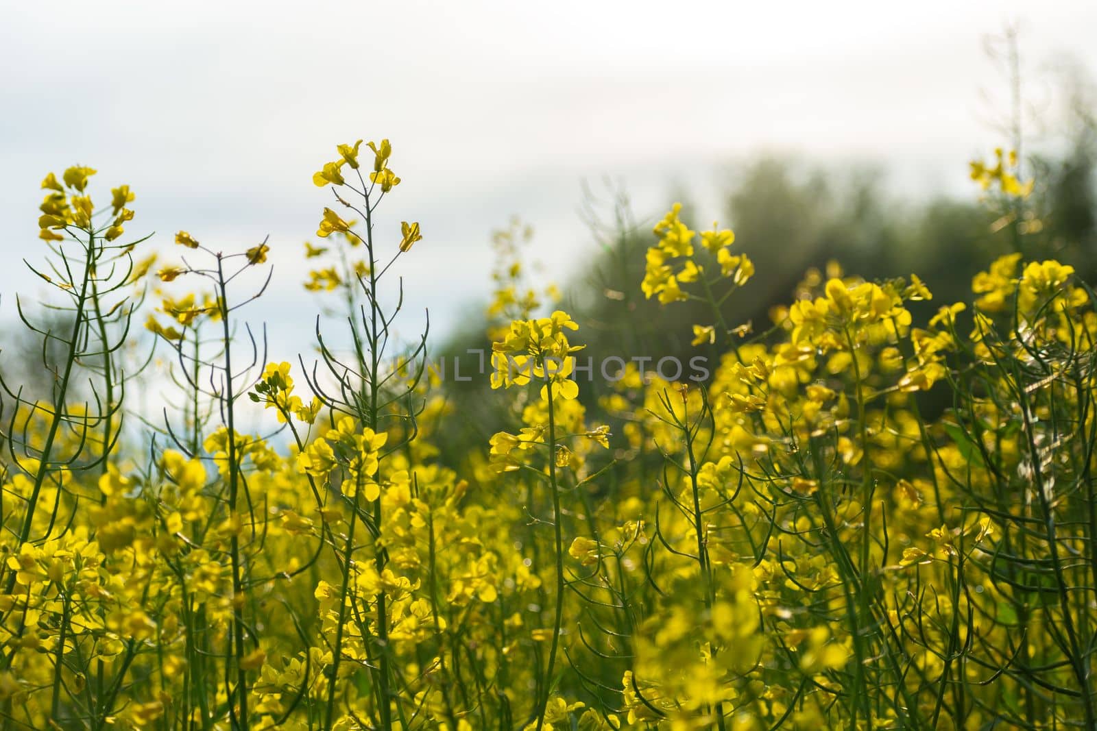 A close-up of rape sprigs under the sun, summer day