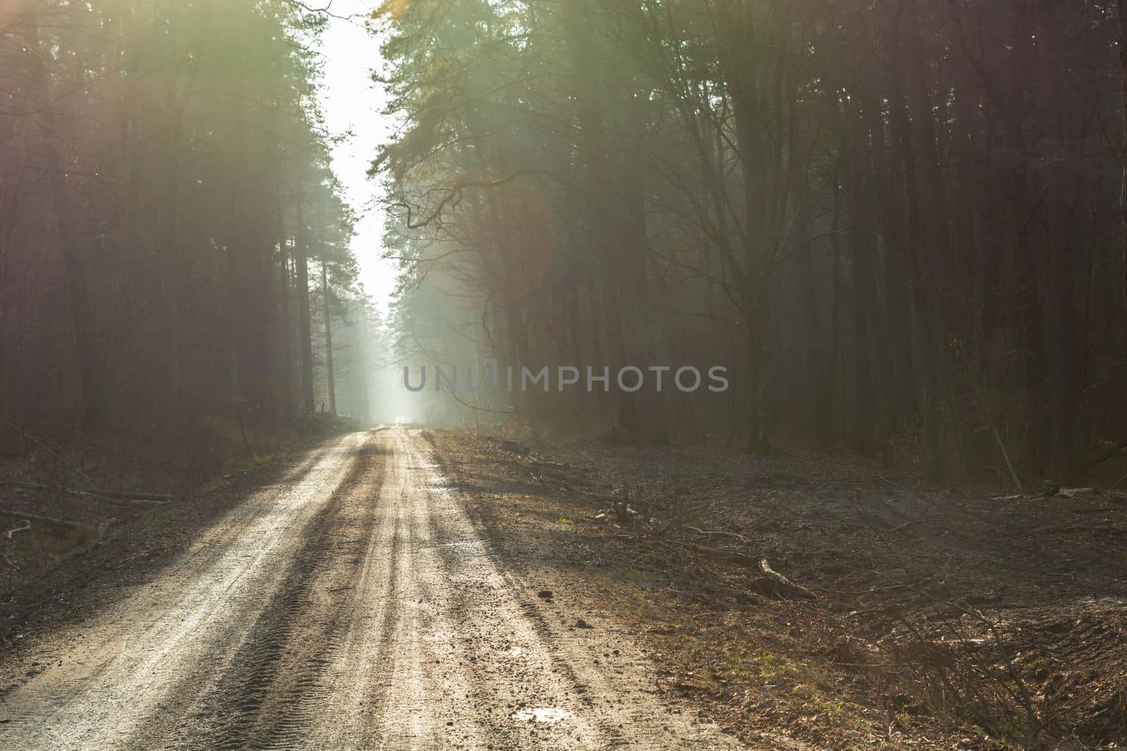 Dirt road through a misty dense forest in eastern Poland