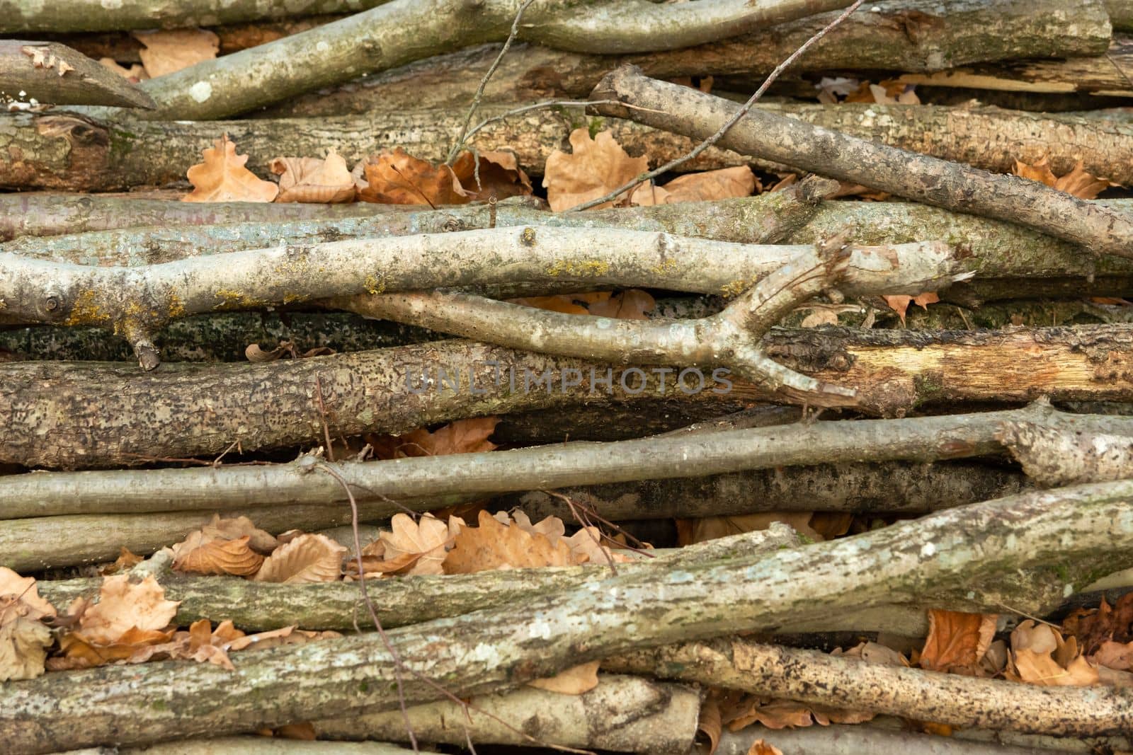 A close-up of the branches lying on a pile, top view