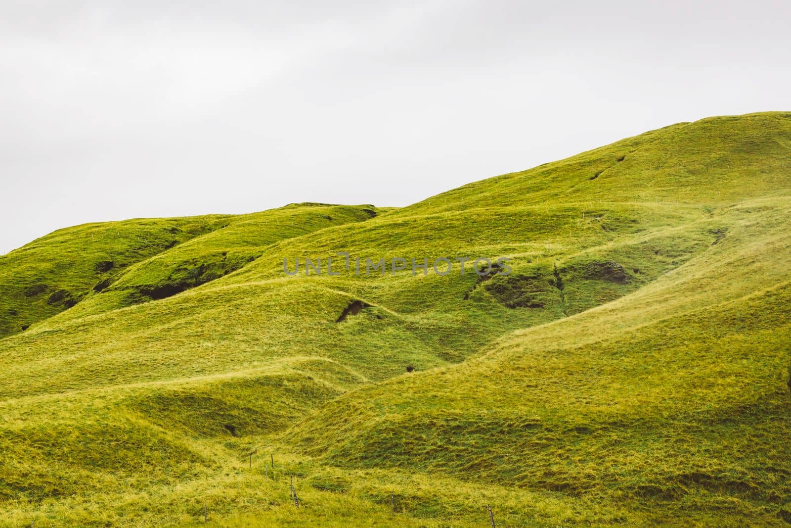 Icelandic landscape with vibrant green hills and countryside grazing sheep, in late afternoon lights in the highlands, Iceland. High quality photo