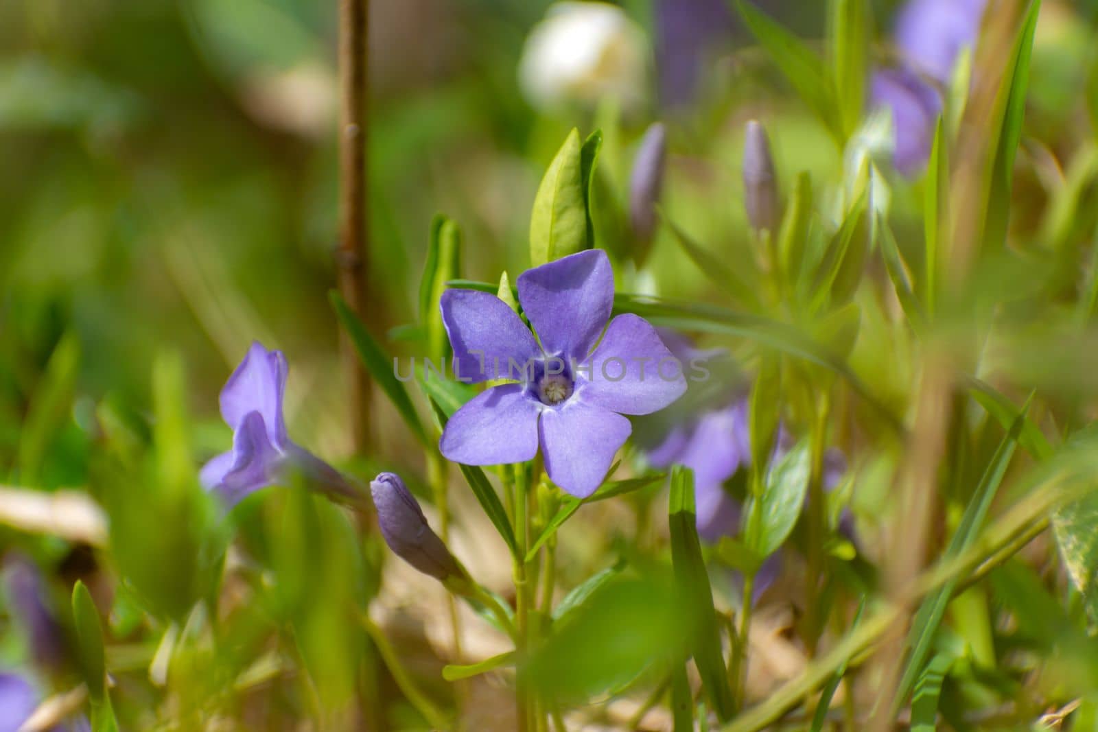 Periwinkle flower and buds in lush grass, spring view