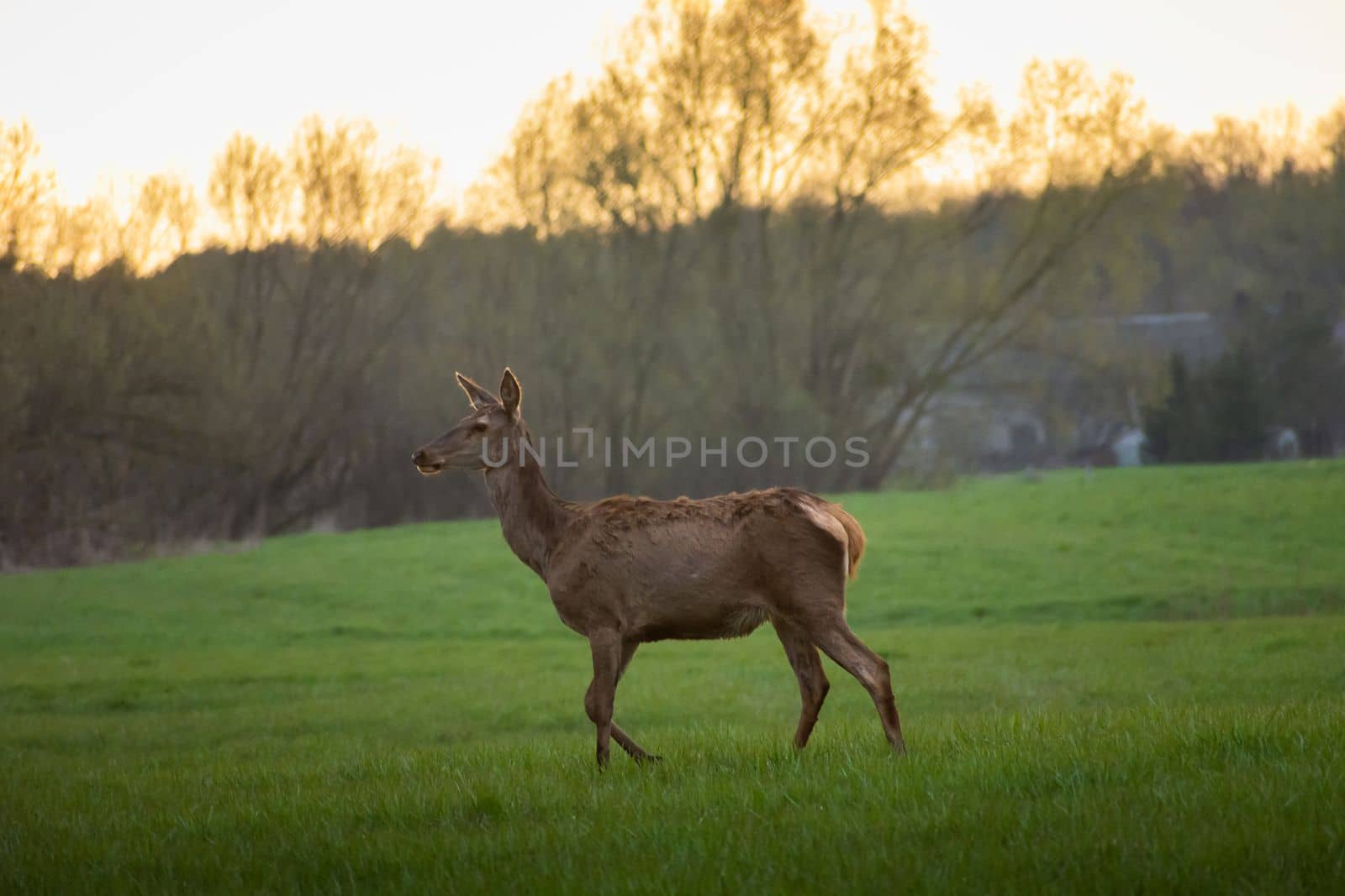 One large doe in the meadow, Nowiny, Poland