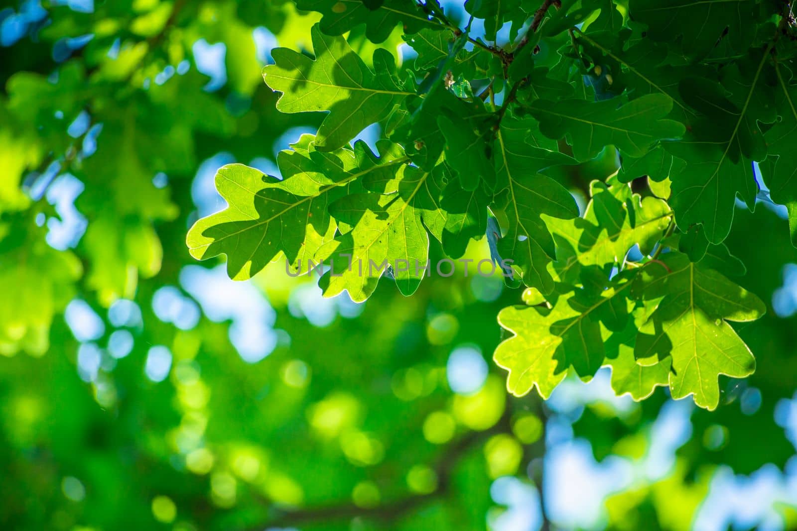 Branch with green oak leaves and sunlight by darekb22