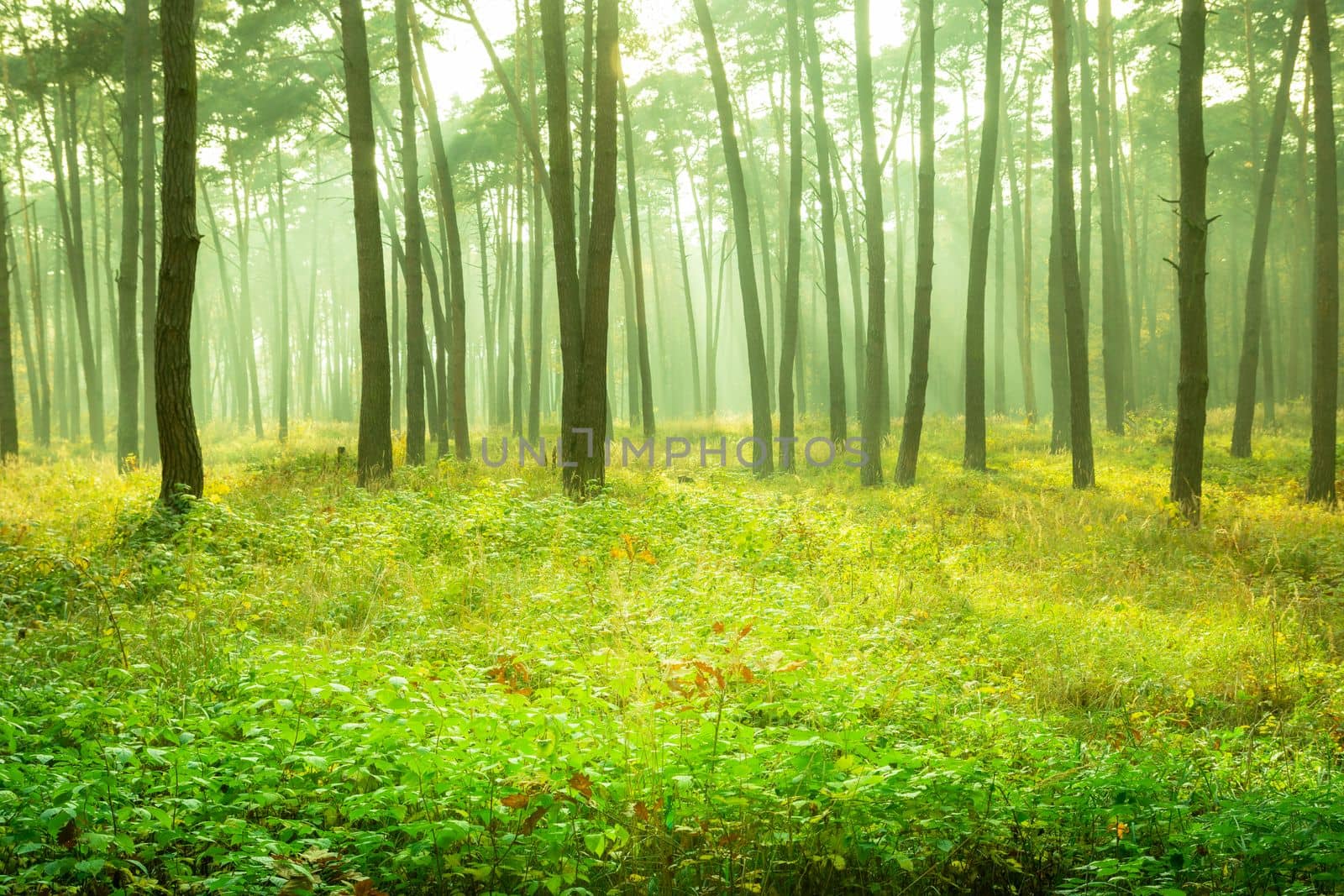 Beautiful yellow-green misty forest Borek, Chelm, eastern Poland