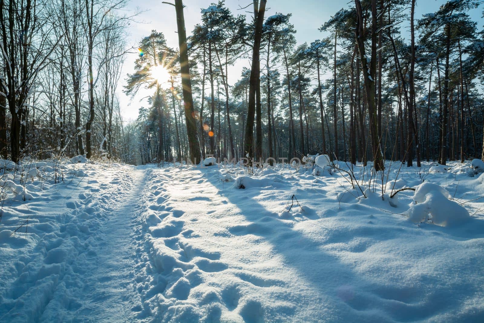 A path towards the sun in a snowy forest, winter day
