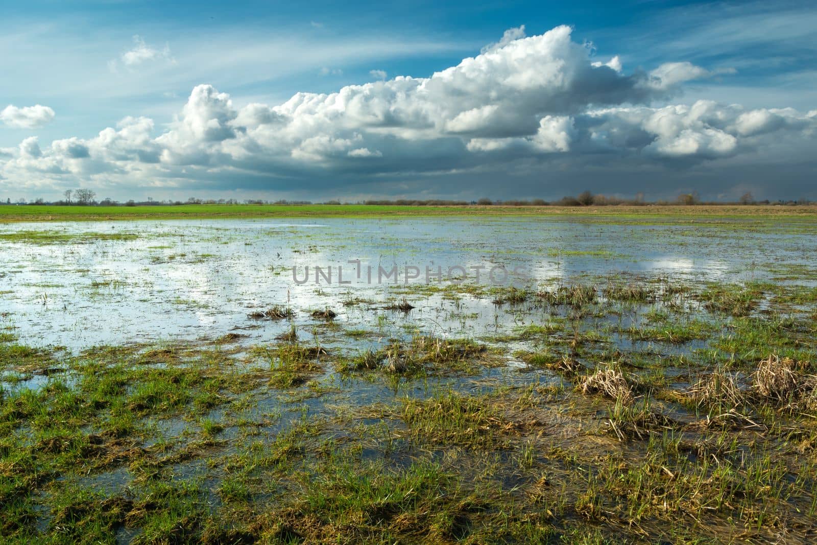 Wet meadow after a downpour, spring landscape in eastern Poland
