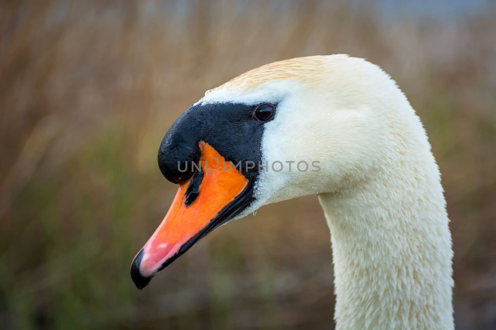 Close up of the head of a white swan, spring day