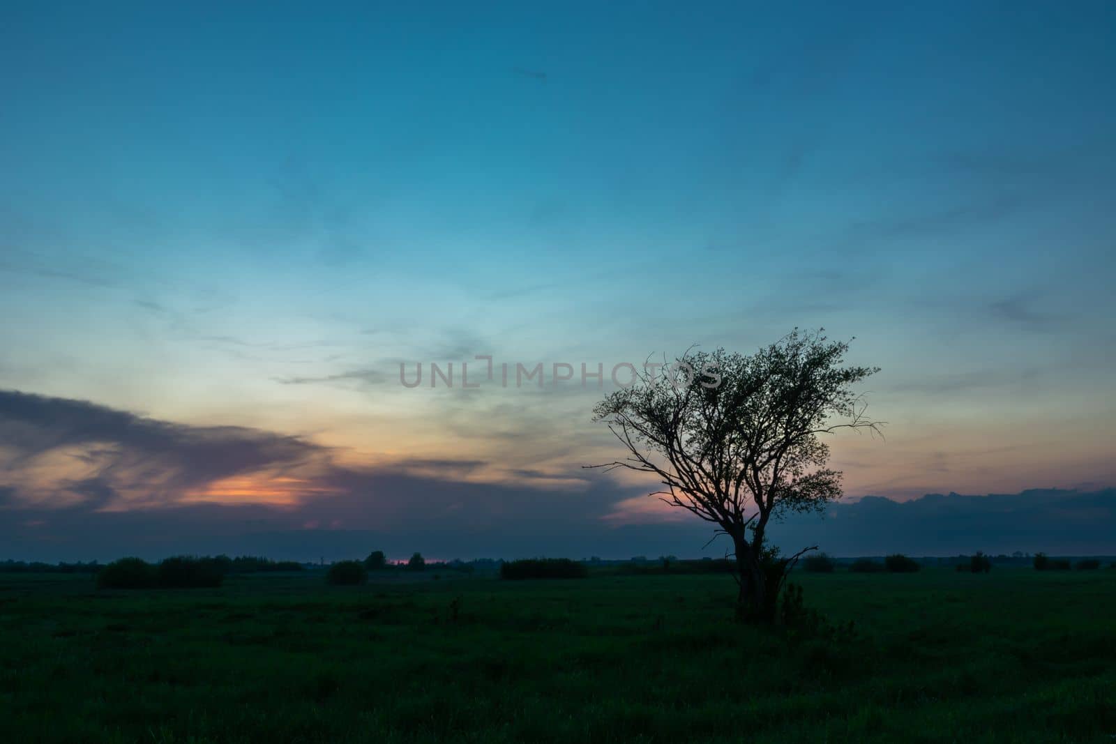 Lonely tree growing in the meadow and the evening sky, spring view