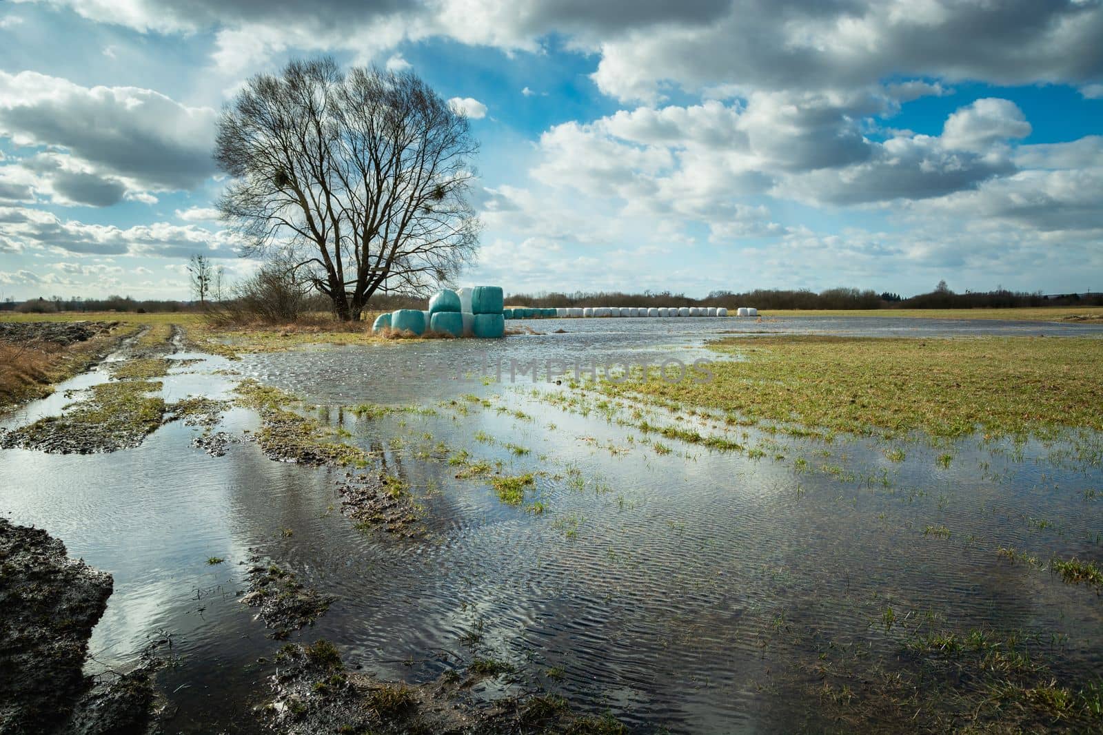 A flooded meadow after melting snow, a large tree and a clear sky, Nowiny, Poland