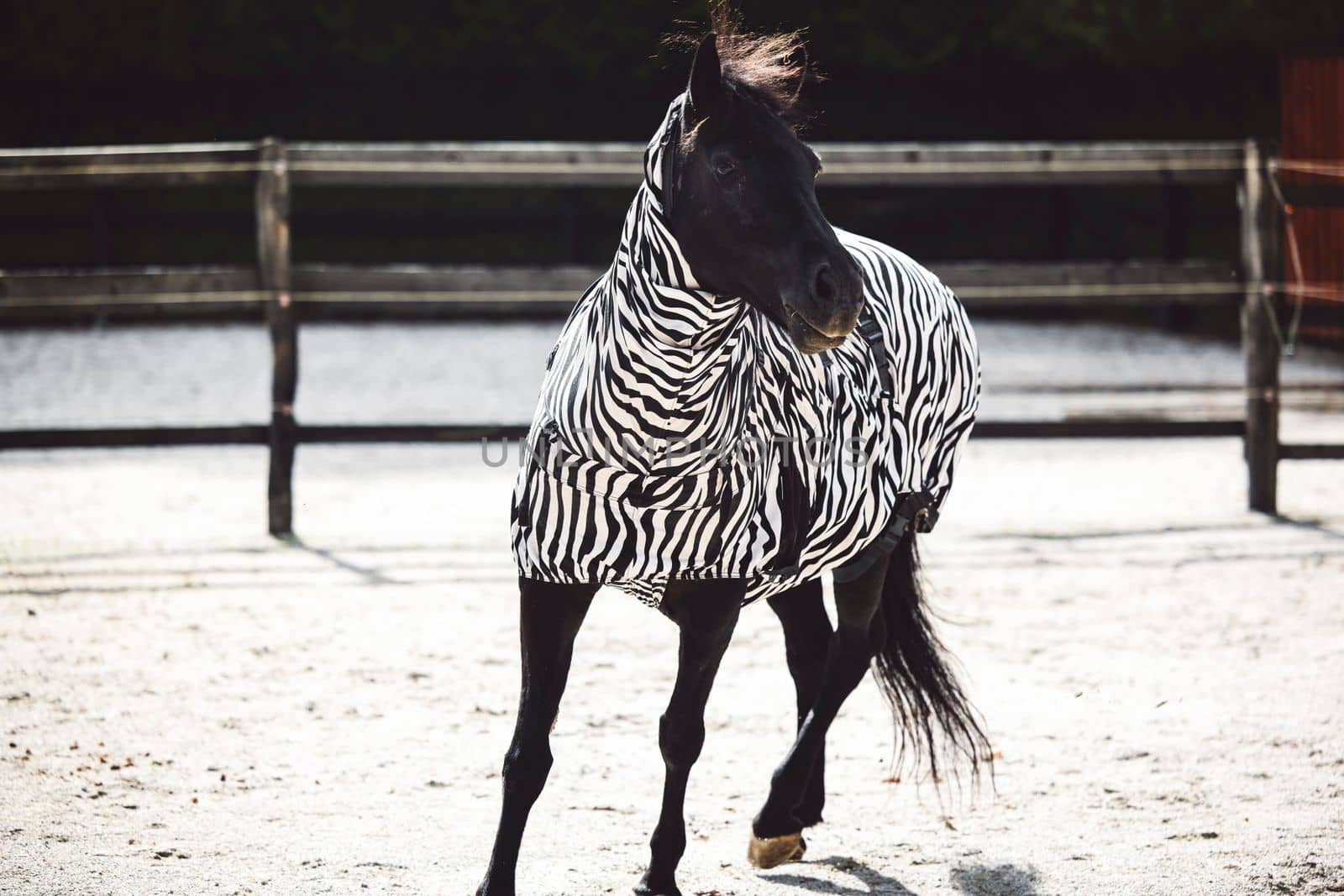 Beautiful dark horse wearing a zebbra print coat to protect his skin from the sun rash by VisualProductions