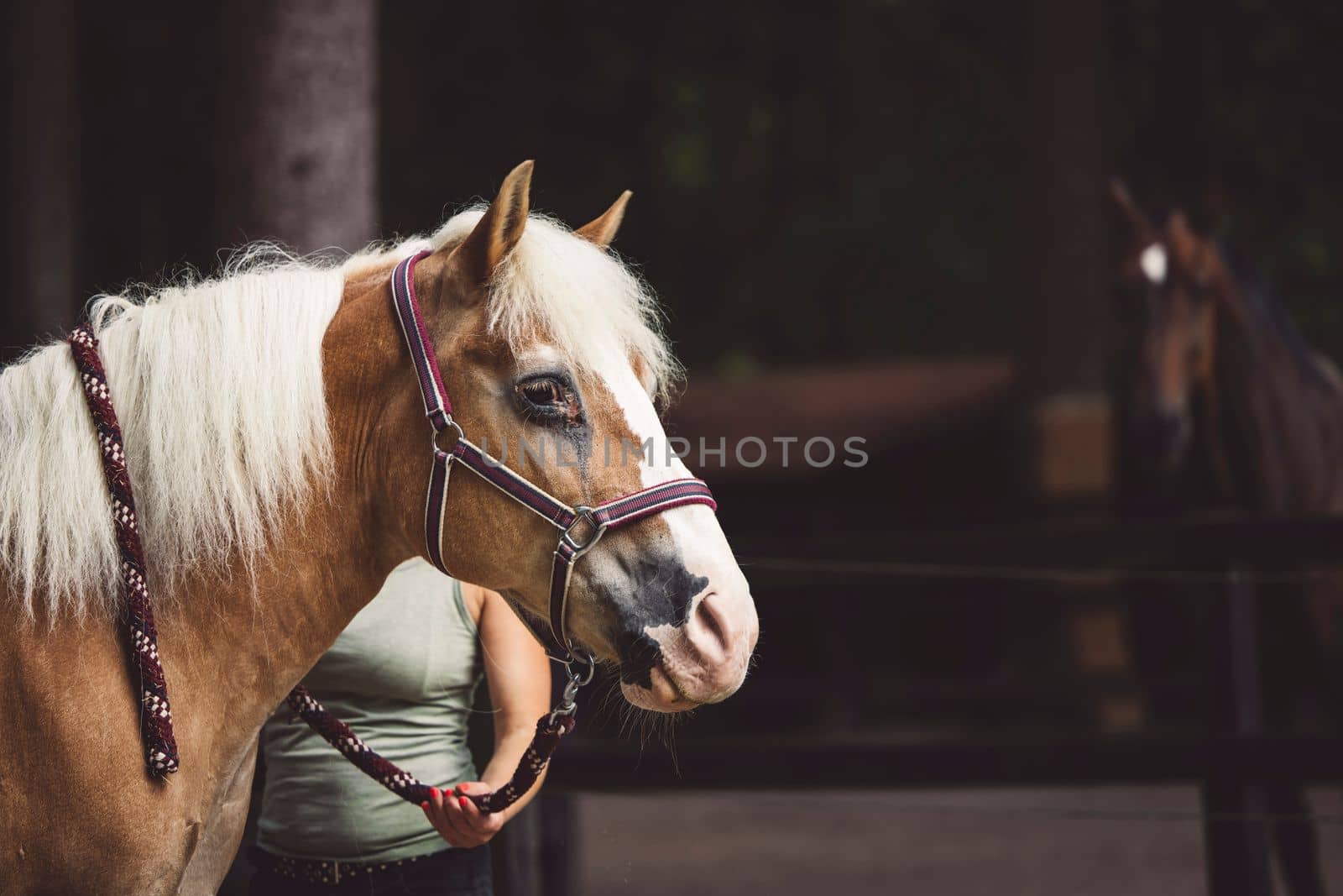 Side portrait of a beautiful horse with blonde hair and red leash by VisualProductions