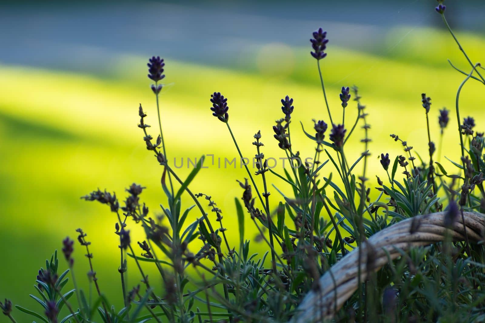 Close up of lavender flowers and sunlit grass in the background by darekb22