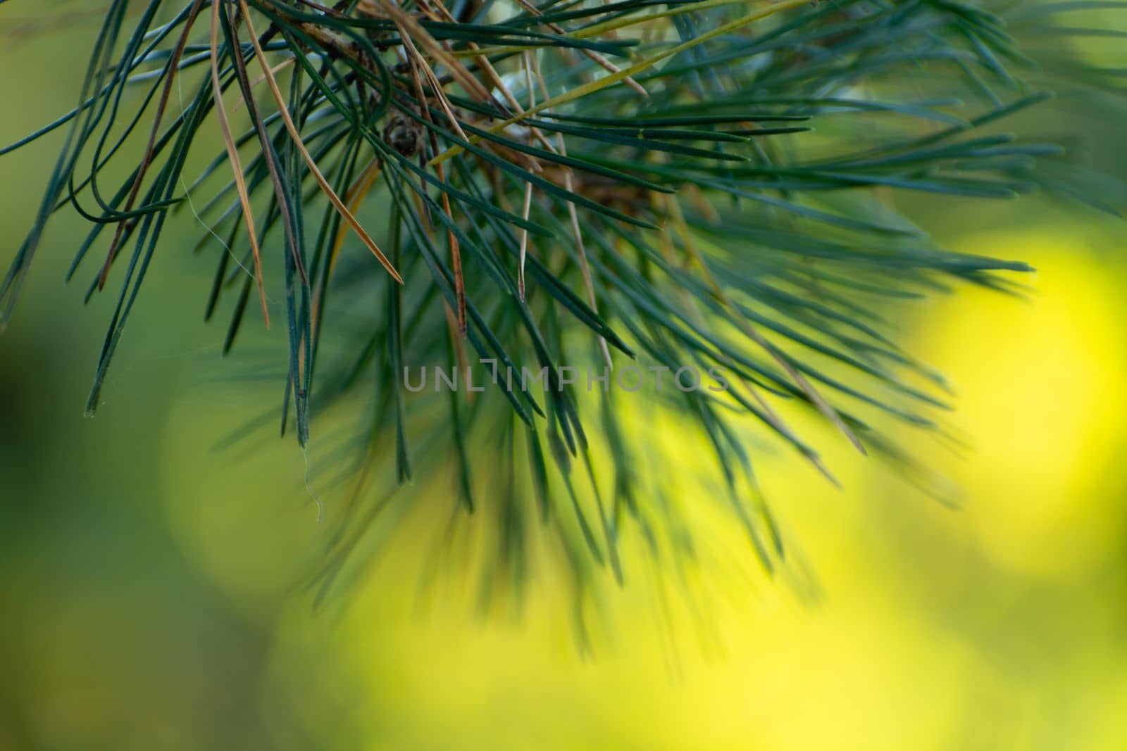 Abstract sprig of spruce on a sunlit background by darekb22