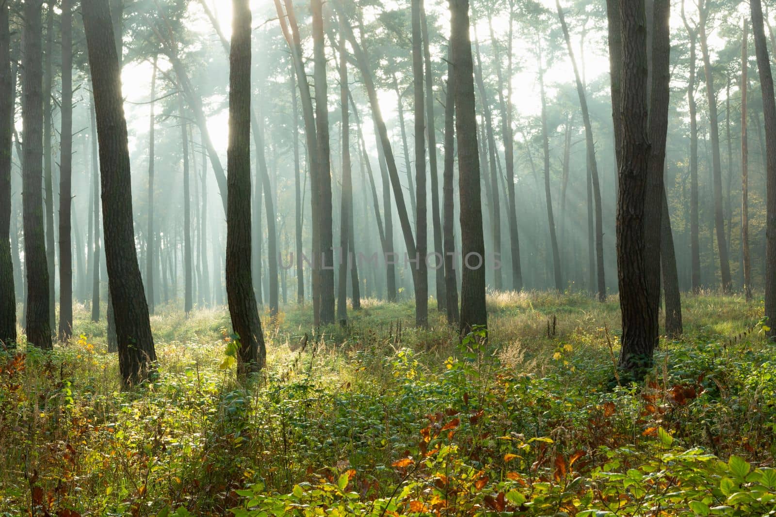 Misty autumn forest illuminated by the sun by darekb22
