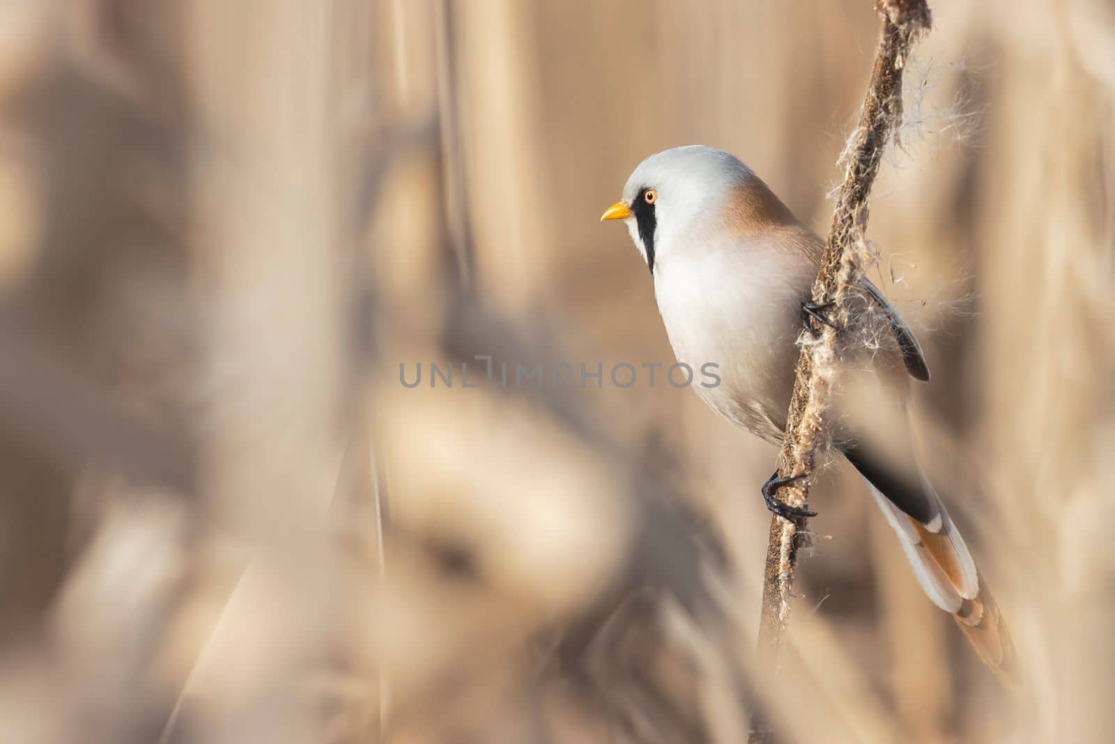 bird with a black mustache sits on a reed in spring, wild nature