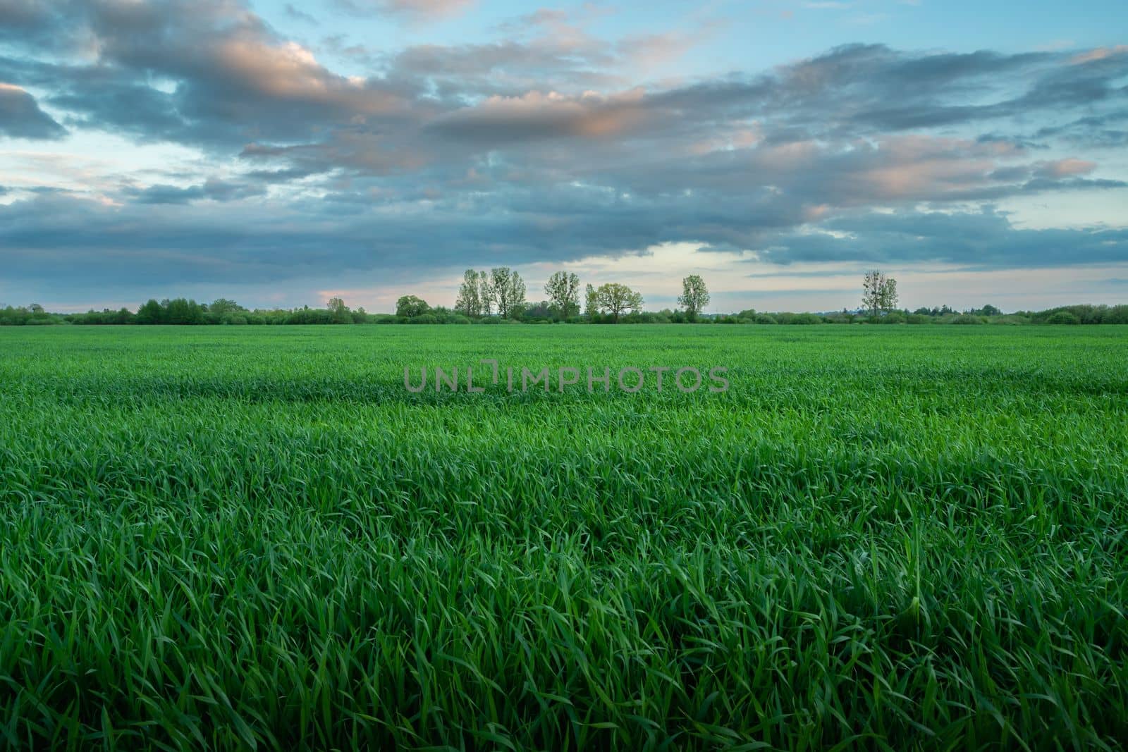 Green field with grain and evening clouds, spring view