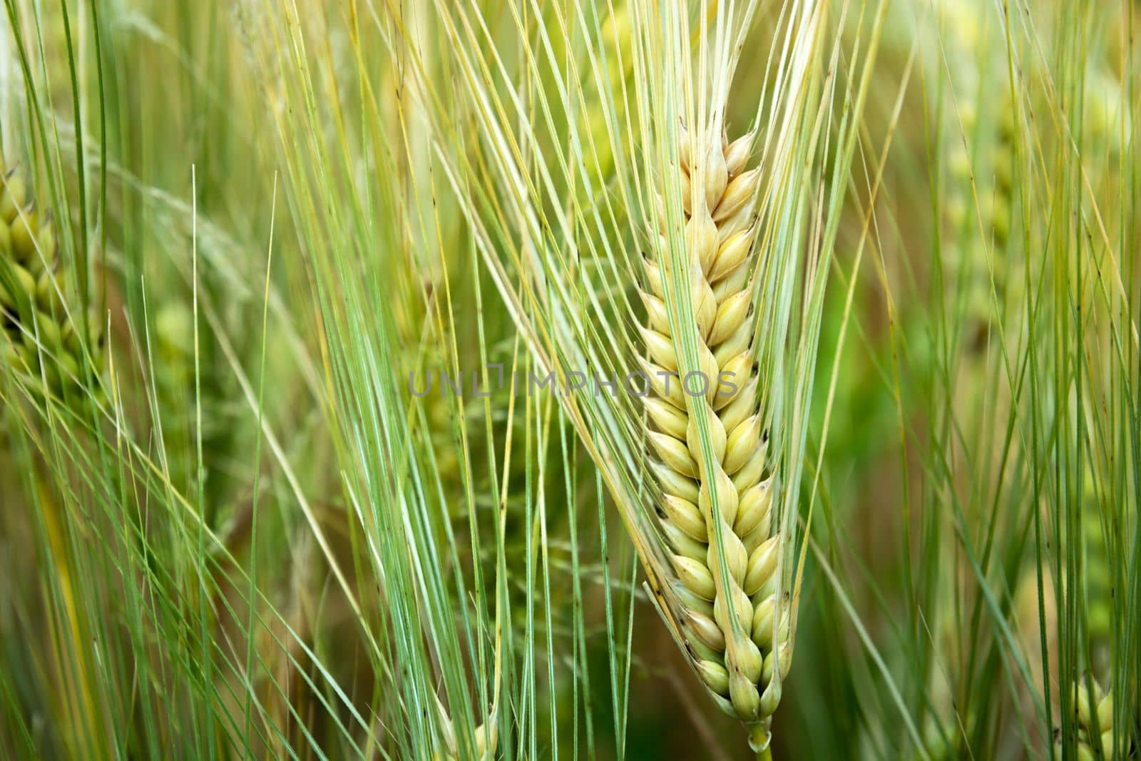 Close-up of an ear of triticale grain, summer view