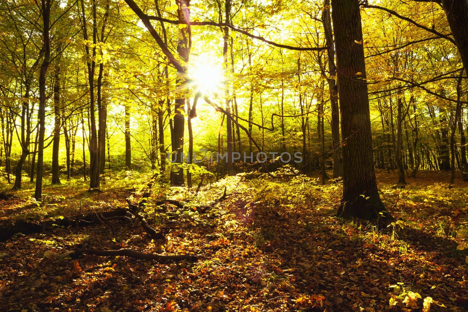 Sun glare and shadows in a beautiful autumn forest, October day