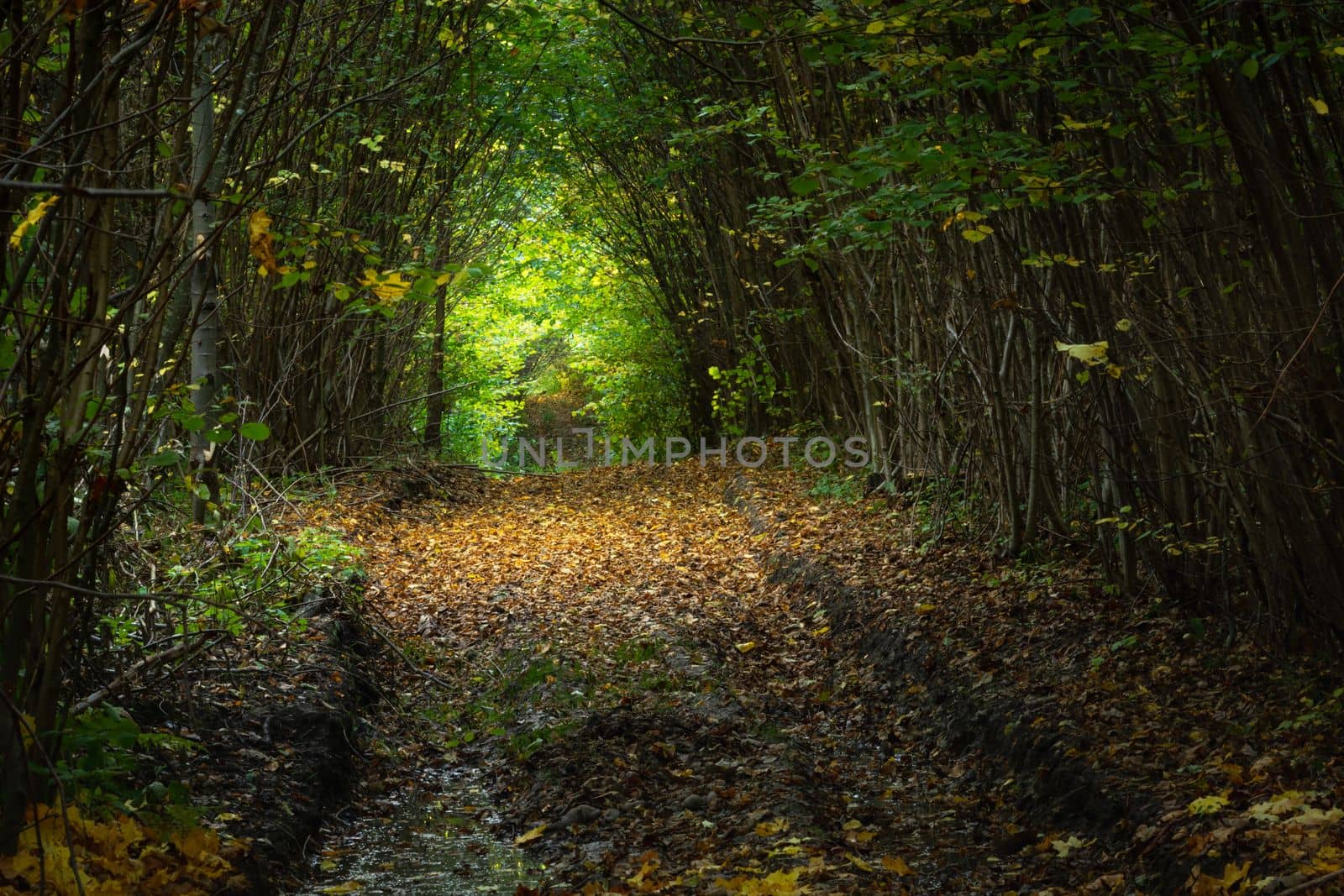 Path in a mysterious and beautiful autumn forest, October day