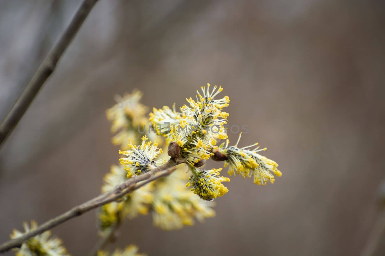 Twig with yellow catkins, herald of spring, April day