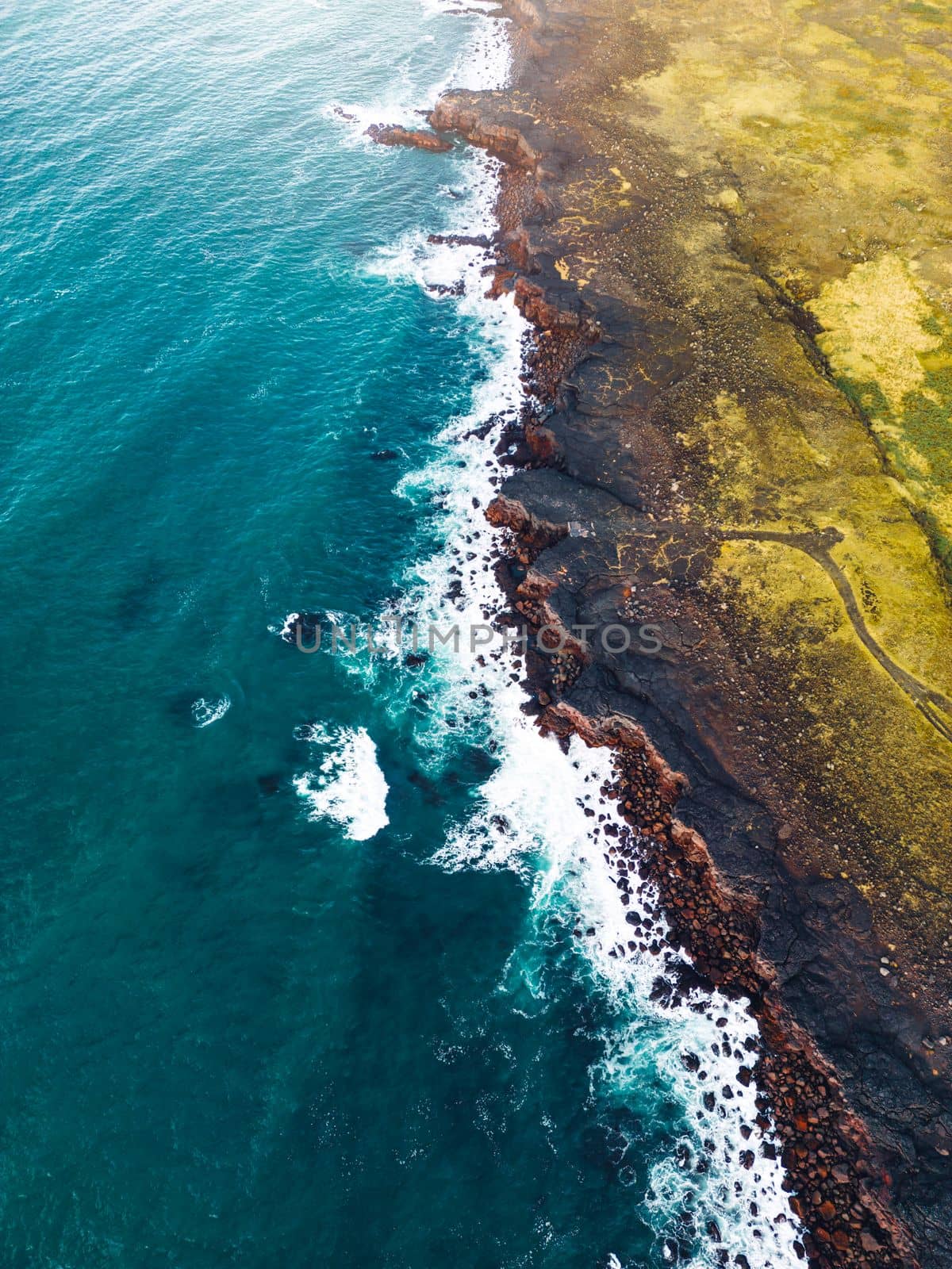 Atlantic puffins nesting in Iceland on the cliffs by the ocean. Autumn, 2022. High quality photo