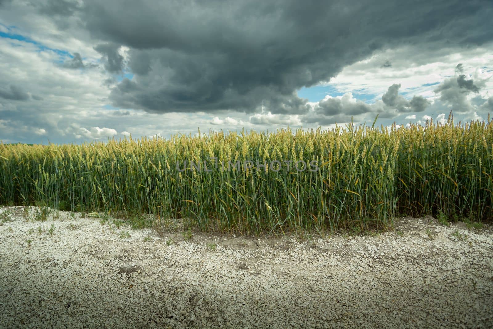 Cloudy sky over a field of wheat growing on dry ground by darekb22