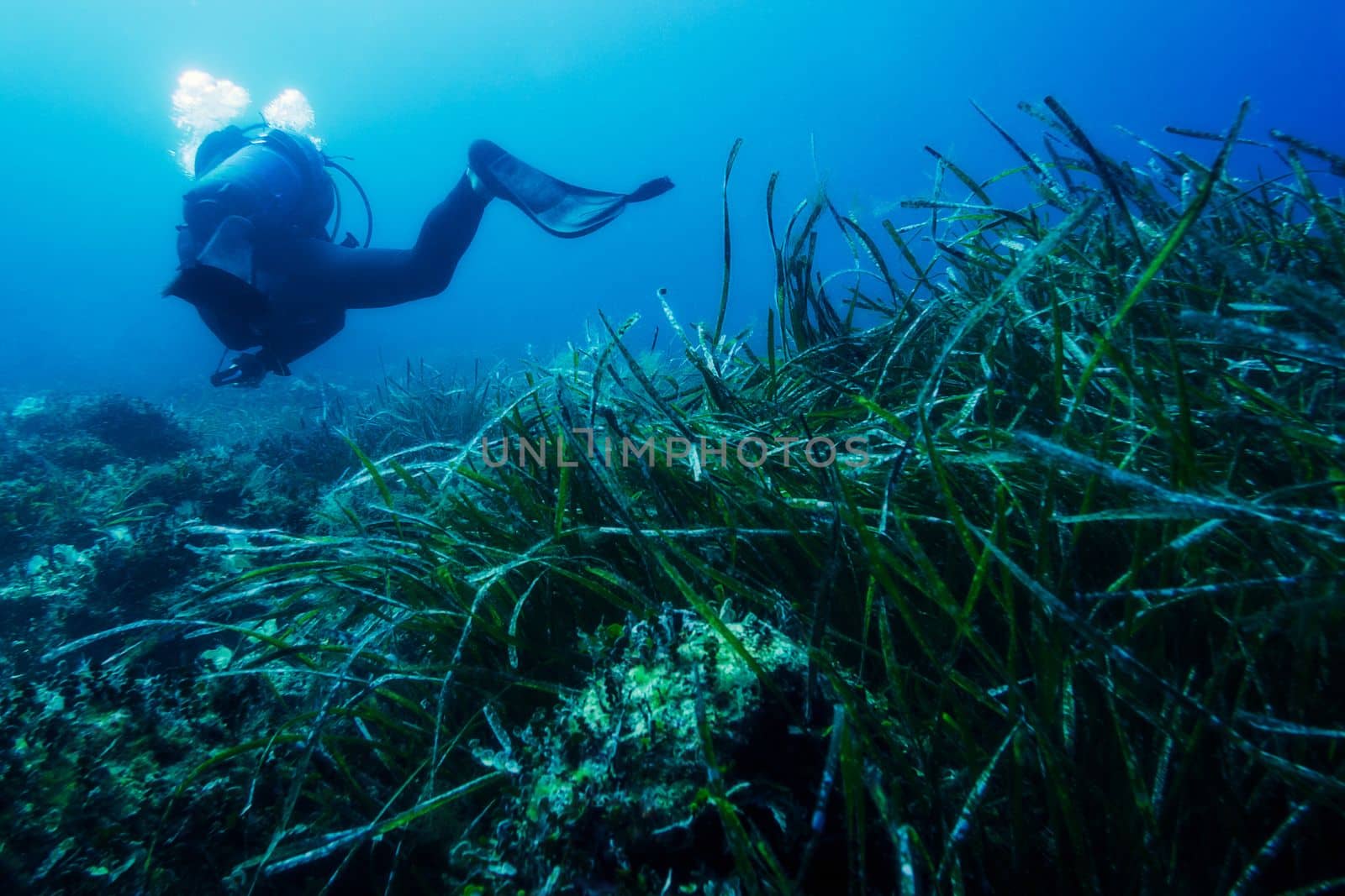 seabed covered in algae with a person diving by raulmelldo