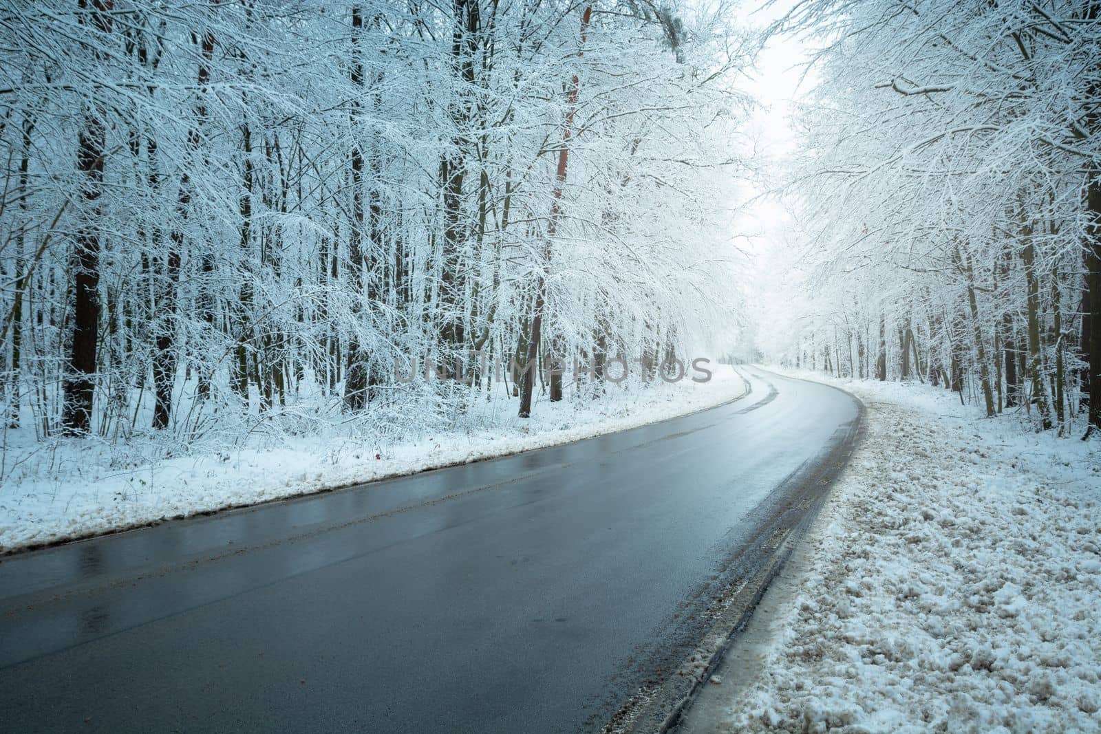 Wet asphalt road in winter snowy forest, eastern Poland