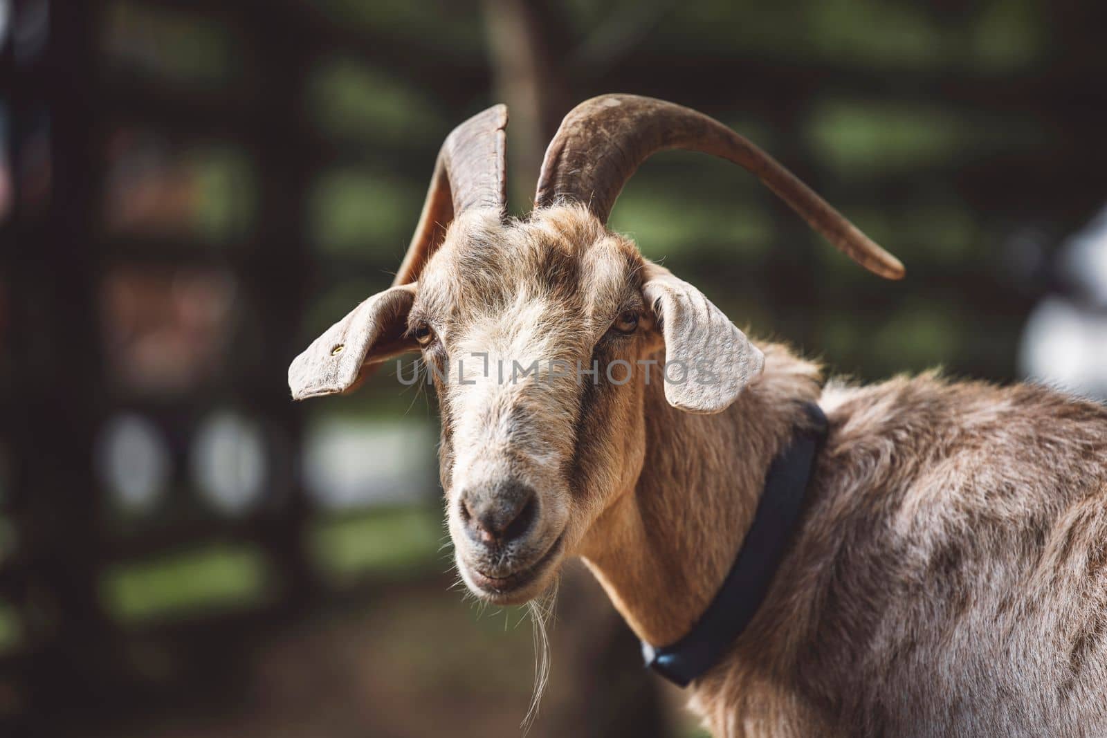 Curious goat looking to the camera, goat living on the ranch by VisualProductions
