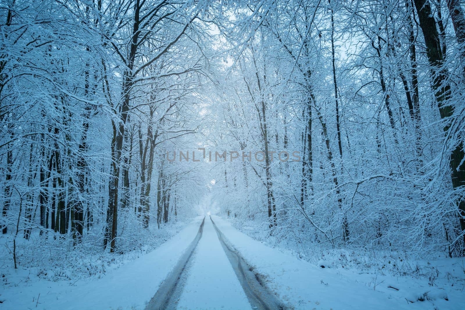 A buried straight road in a winter snowy forest, eastern Poland