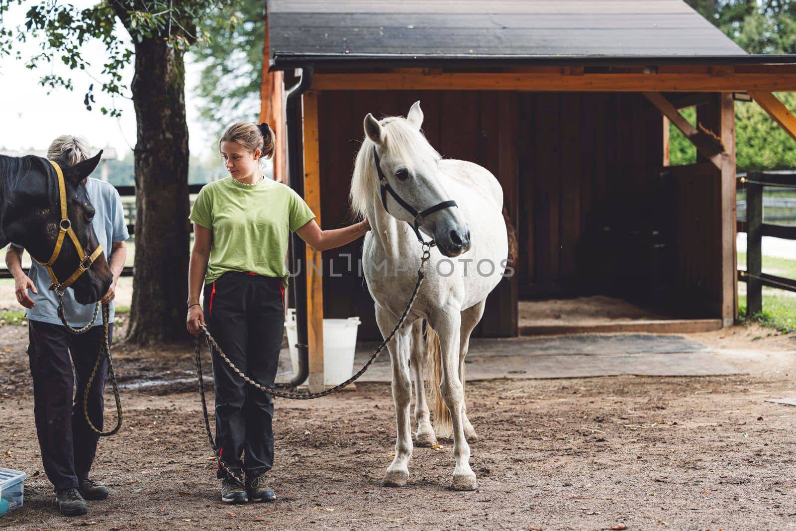 Trainer holidng a white horse on the leash getting him ready for horse back riding by VisualProductions