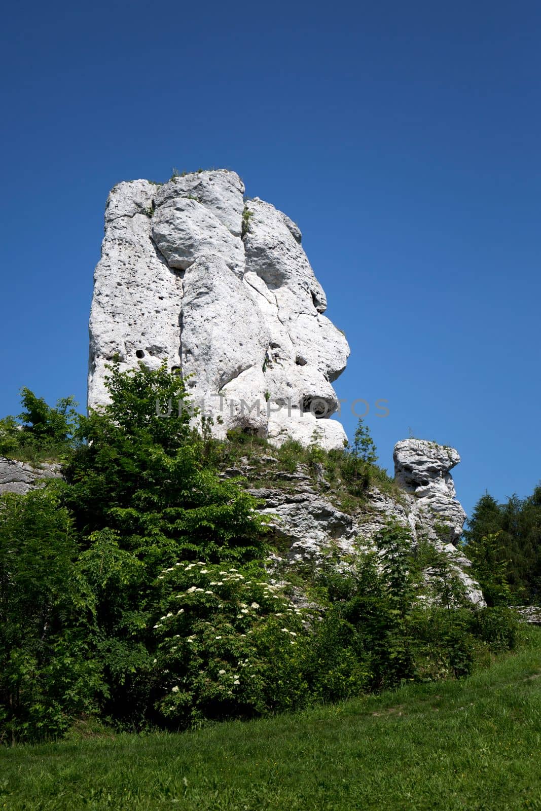 Bear - a rock near the castle in Ogrodzieniec by johan10