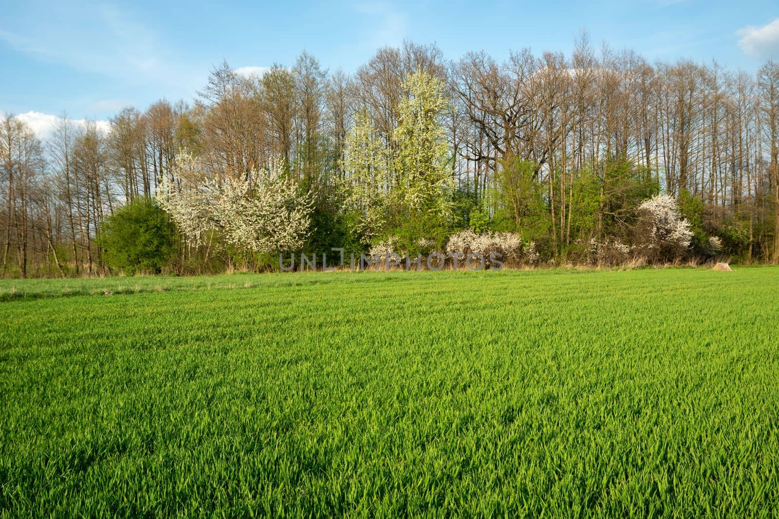 Green rural field and blooming spring forest by darekb22