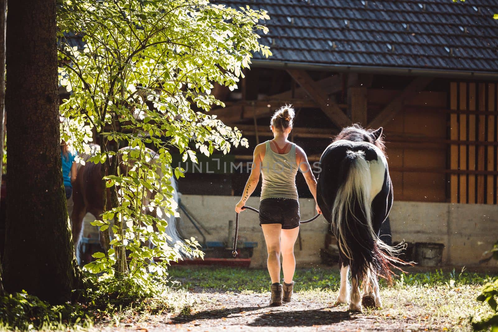 caucasian woman trainer in shorts taking out for a ride a black horse on a leash, walking side by side on a beautiful sunny day on the ranch.