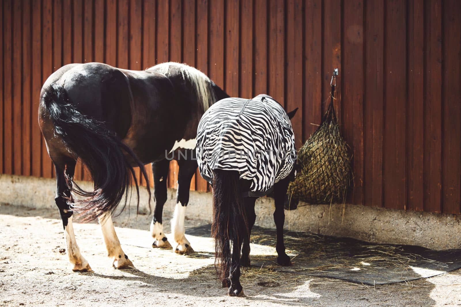 Back view of two black horses eating straw at the stables, one of them wearing a special coat by VisualProductions