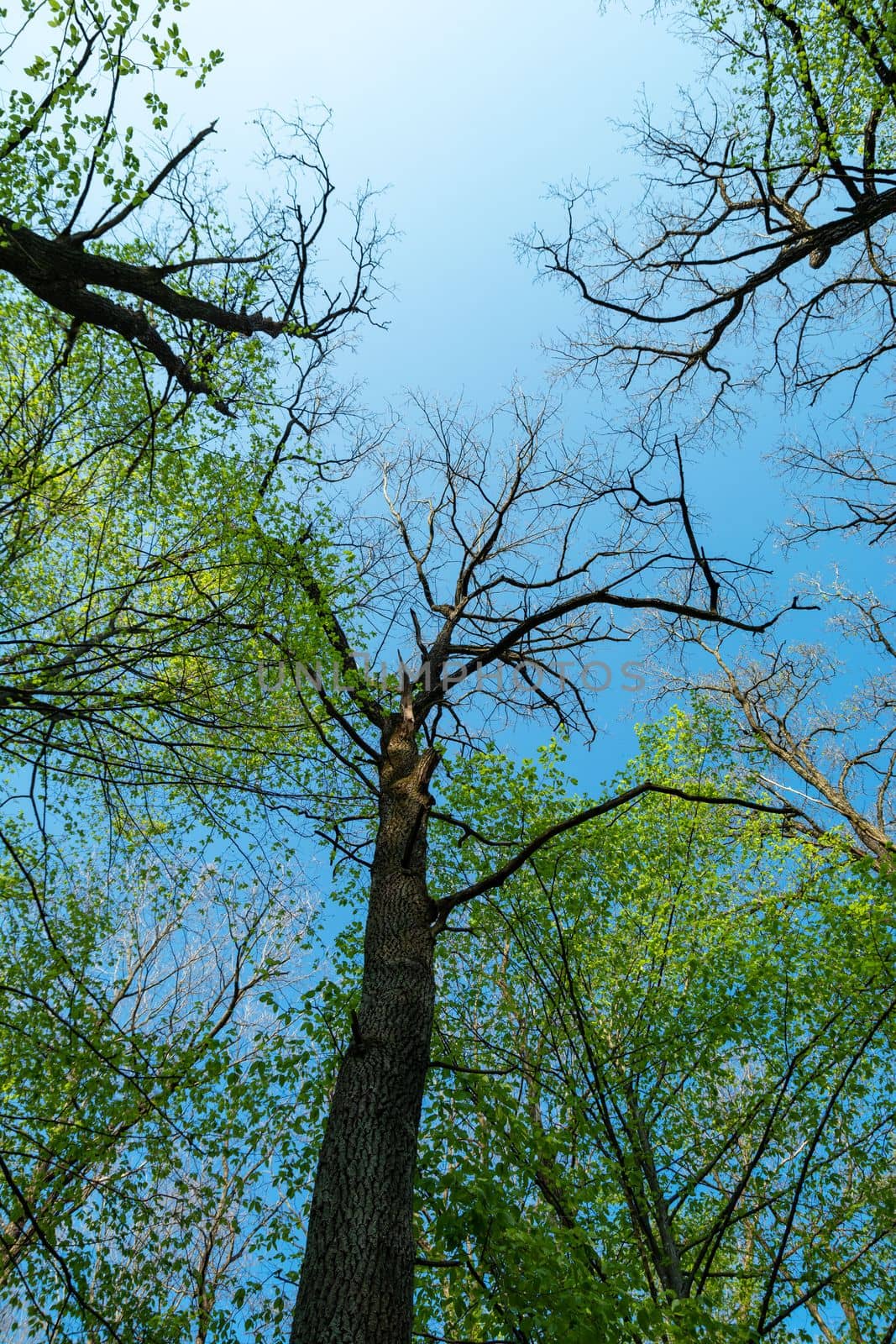 Bottom view of the treetops on a clear spring day