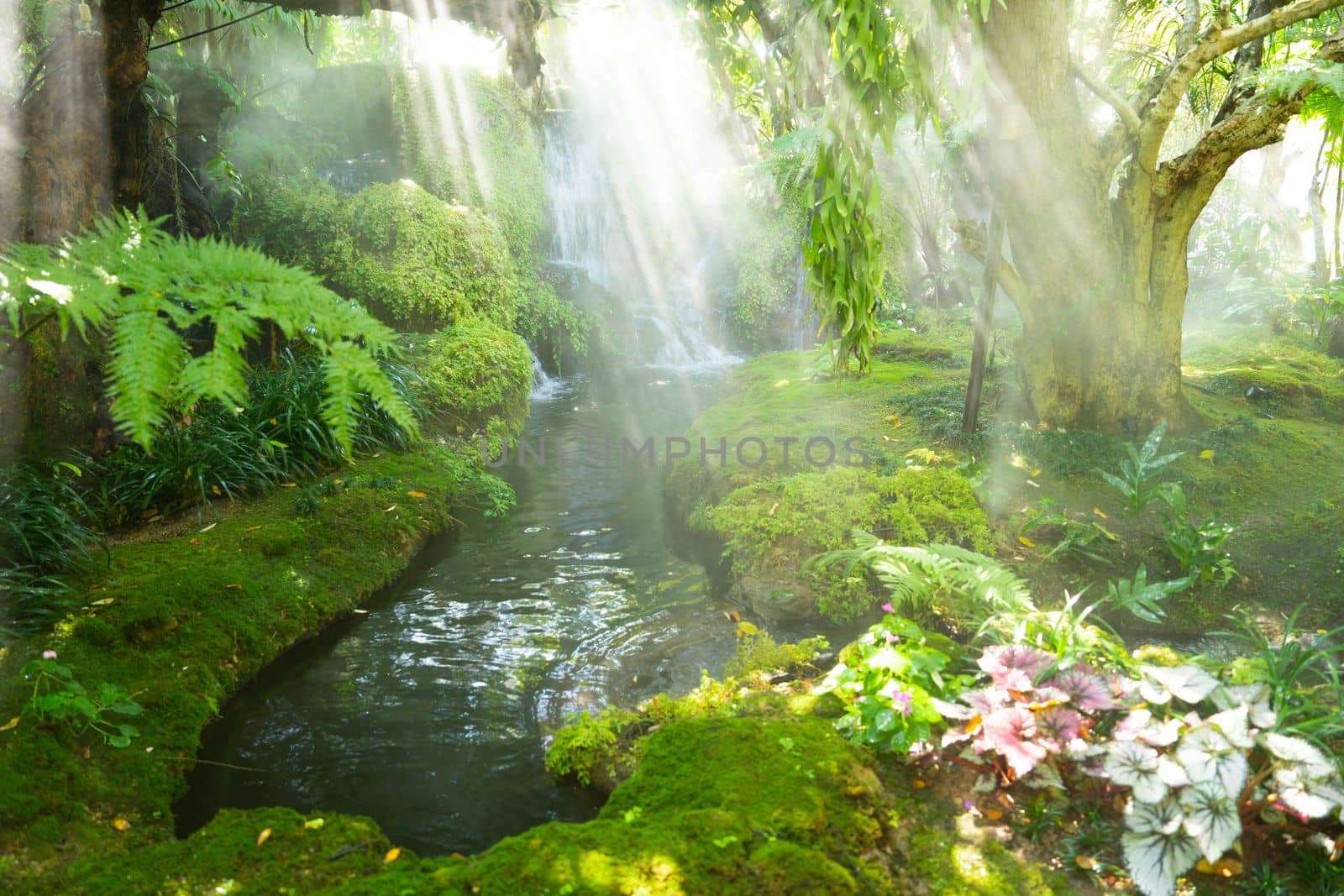 Beautiful spring moss and fern in the garden under big trees, Chiang Mai, Thailand