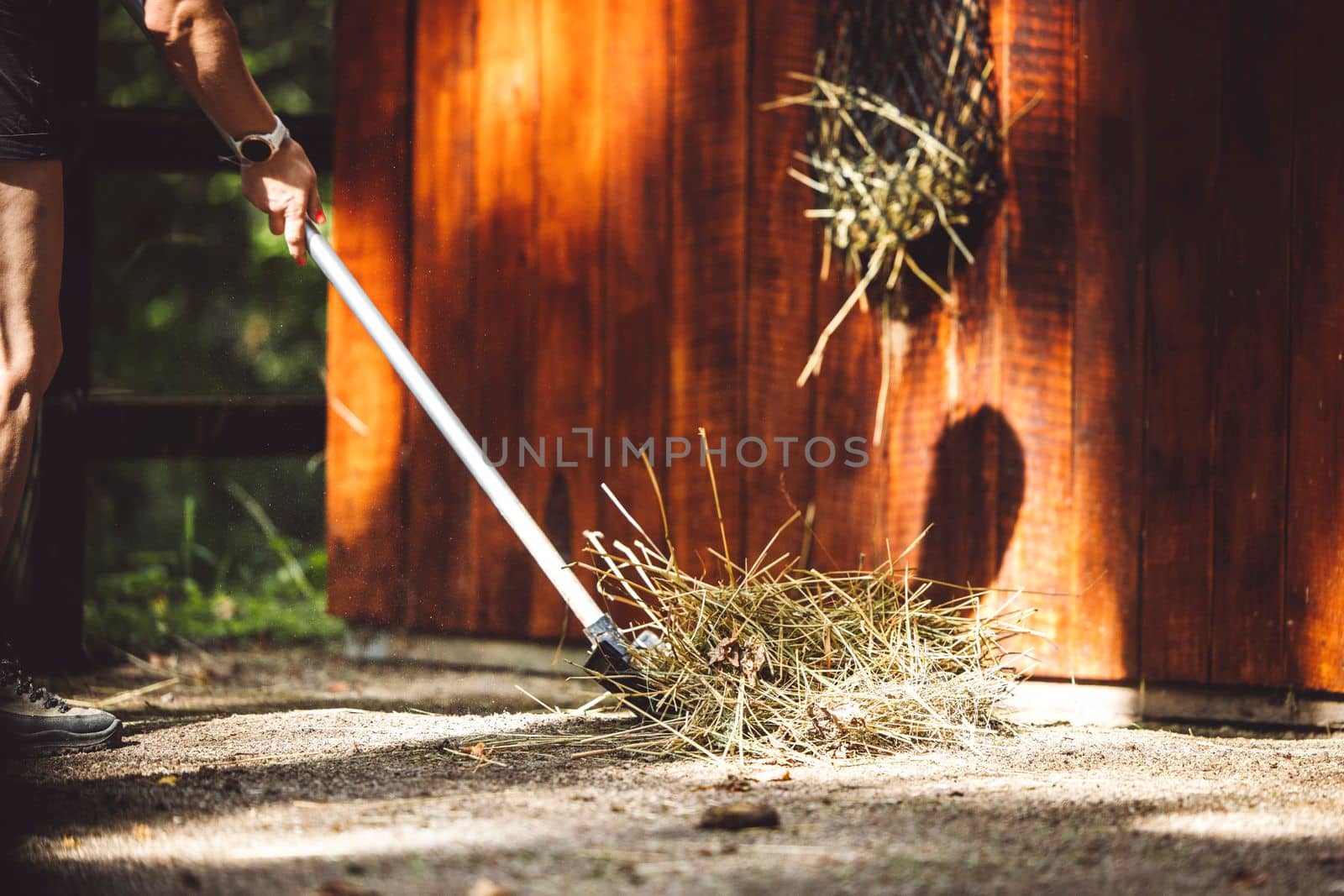Unrecognizable woman cleaning the stables, putting some fresh hay in the corner for the horses to eat.