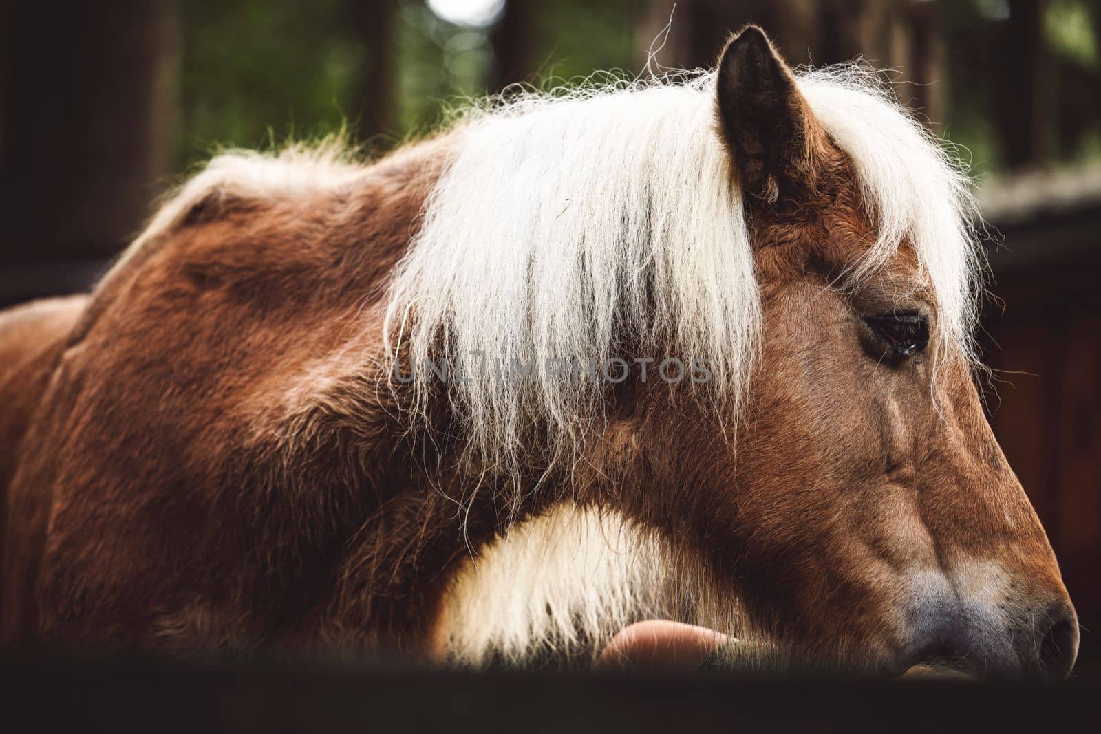 Portrait of a beautiful senior horse with blonde hair looking to the side. On the horse ranch. 
