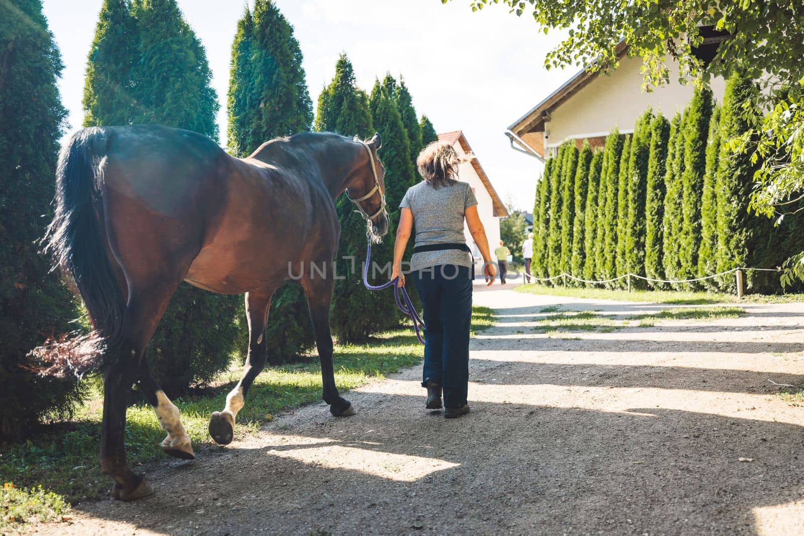 Mature caucasian woman, owner of the horse, taking him out for a walk around the ranch. Beautiful brown horse walking with his trainer on a summer day.