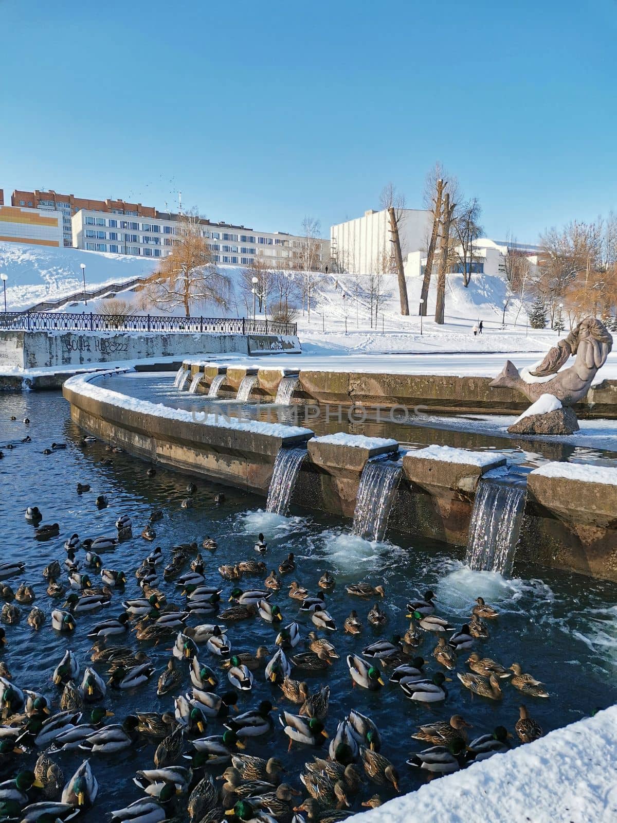 Fock of ducks swims in pond. Beautiful winter landscape. Urban environment and birds. Bird wintering.