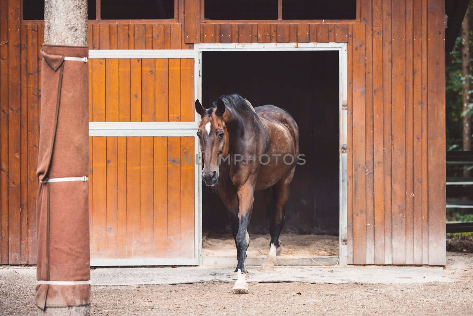 Beautiful brown horse standing in front of his stables ready for horse back riding. Majestic animal, a horse at a ranch in Slovenia. 