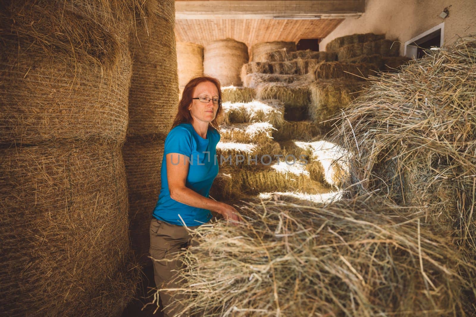 Caucasian woman working at the ranch preparing hay to take to the horses stables. Woman using tools to lift the hay into a wheelbarrow. 