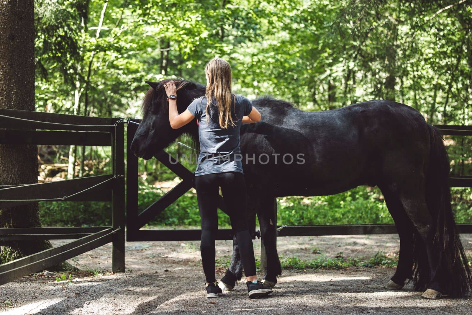 Back view of a woman taking care, grooming a black horse outside in the forest on a horse ranch.