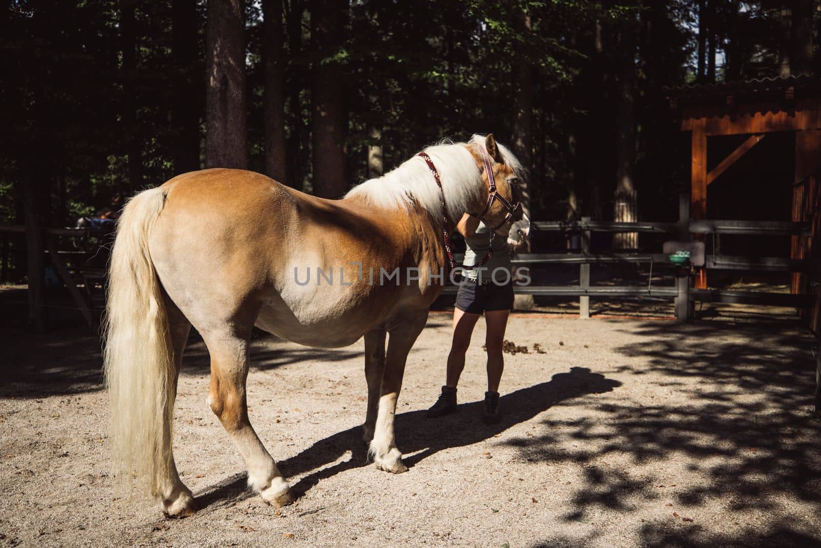 Back view of a horse being taken back to the stables by his trainer. At the ranch. 