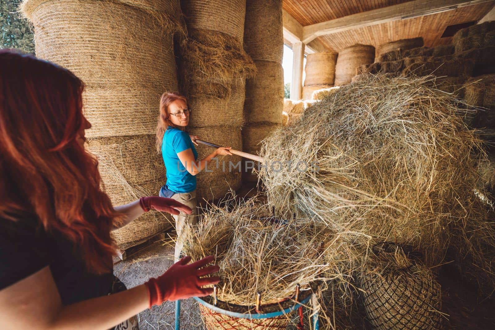 Caucasian woman working at the ranch preparing hay to take to the horses stables. Woman using tools to lift the hay into a wheelbarrow. 