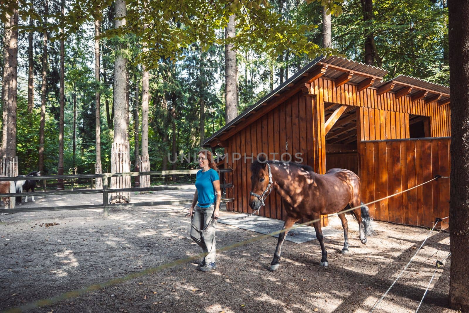 Caucasian woman, trainer walking with a horse inside the fence at the ranch in the forest.