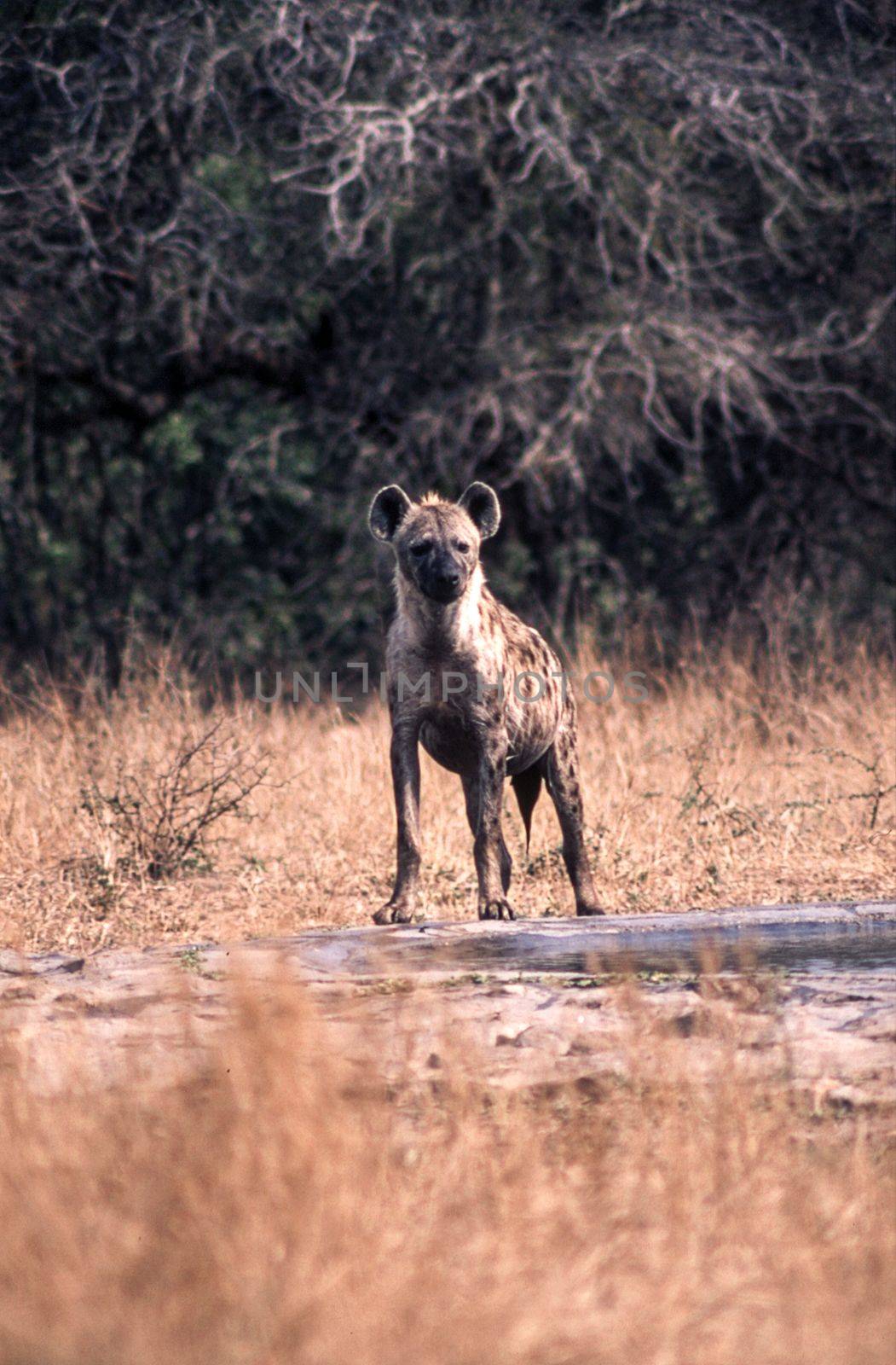 Spotted Hyeana (Crocuta crocuta), Kruger National Park, Mpumalanga, South Africa